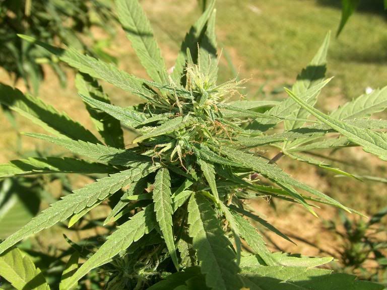 BUD5.jpg