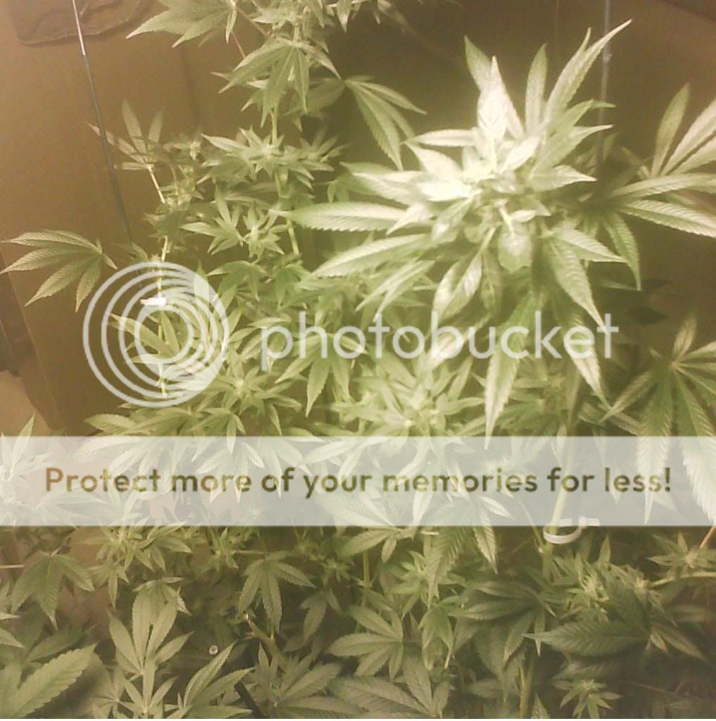 sourd.jpg