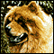 Chow_60.gif