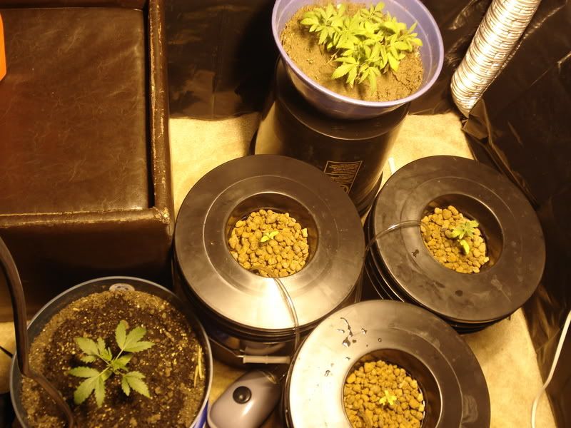 erinplantsxmasnov047.jpg
