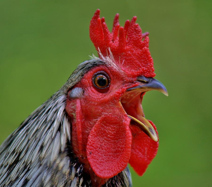 cock-a-doodle-doo-paulette-thomas.jpg