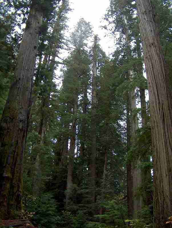 California_Coastal_Redwood_forest_6.jpg