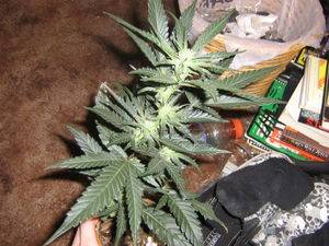 53078Picture_569-thumb.jpg