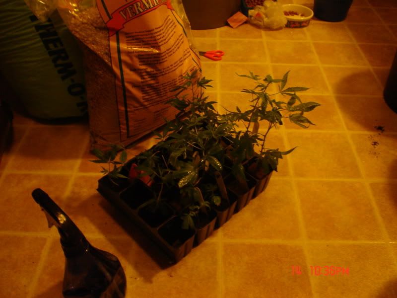 Picture010-1.jpg
