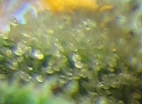 6887395588_68e36d70cc.jpg