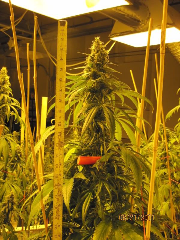 WidowxCOKushAug2011GigaBud3.jpg