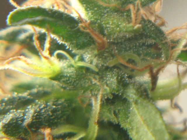 Picture015.jpg