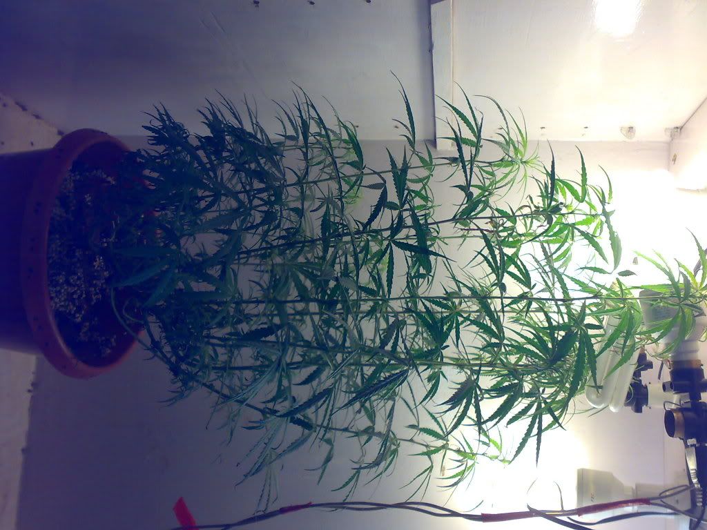 09032009660.jpg
