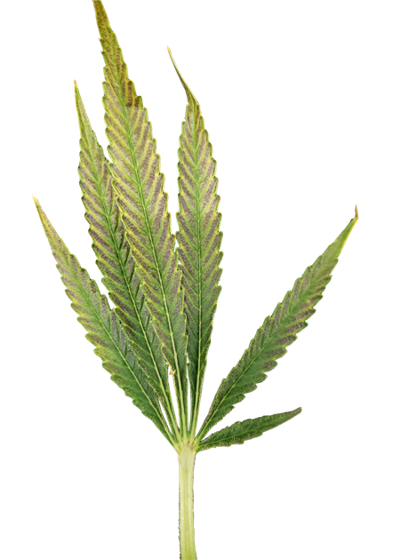 www.rxgreentechnologies.com