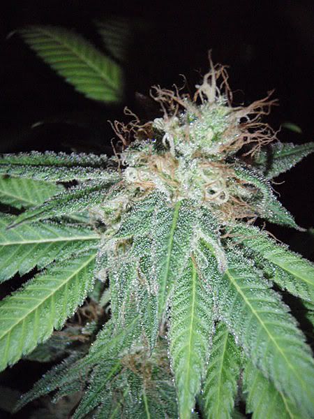 deeppurpleweek74_450x600.jpg