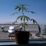 Flying-MMJ-150x150.jpg