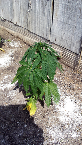 plant9.jpg