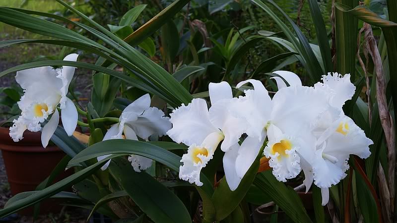OrchidBloom3.jpg