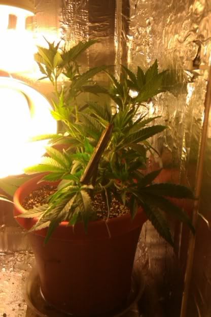IMAG0175.jpg