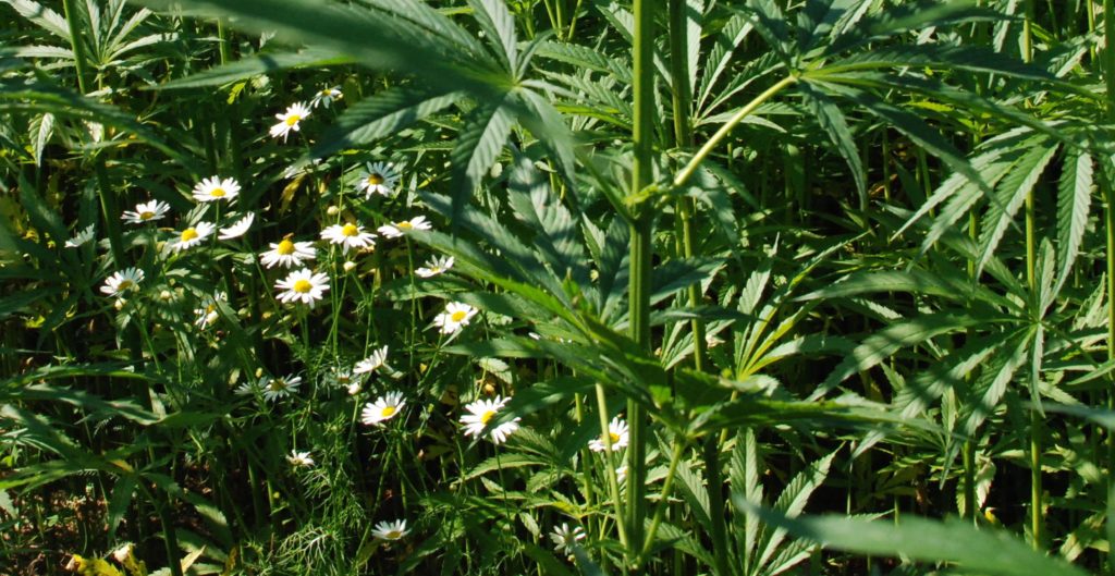 Chamomile-and-hemp-1024x529.jpg