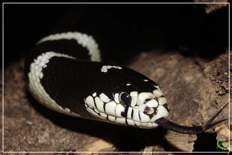 reptilejam.com