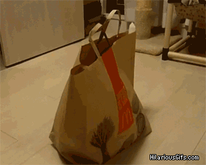 4252012160501pop.gif