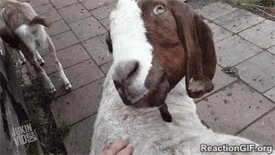 Demon-Goat-GIF.gif