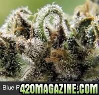 grow_purple1_2001.jpg