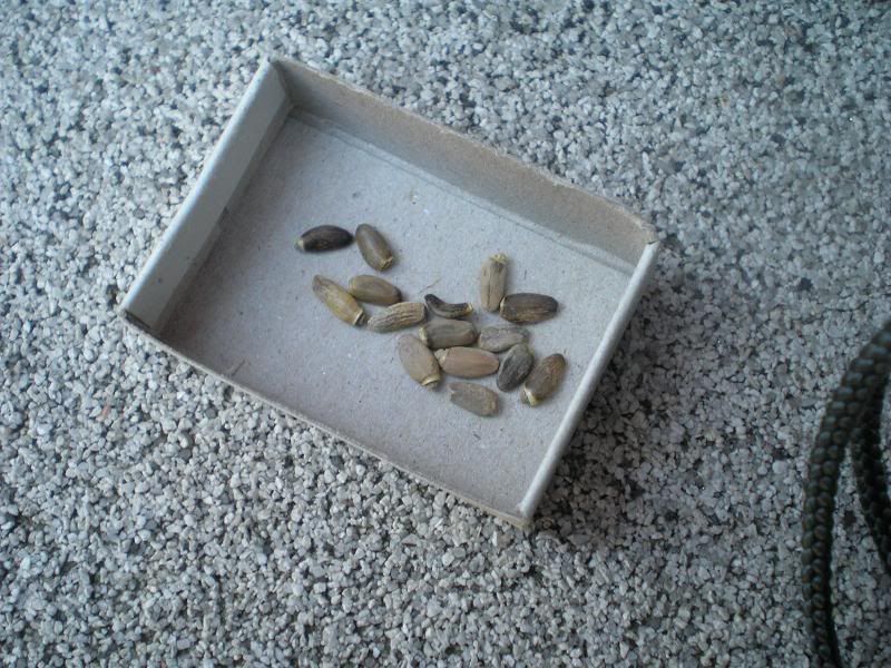 P9230331.jpg