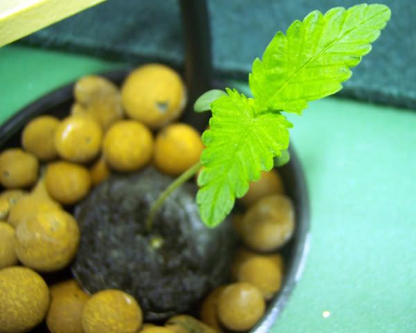 3-9-08003.jpg