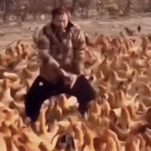 gifs_08.gif