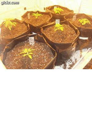 anim_a0509bbf-9944-7ab4-f1ef-99131ce43e78.gif