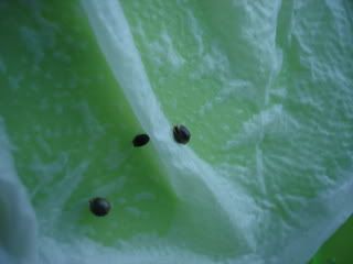 DSC00045.jpg