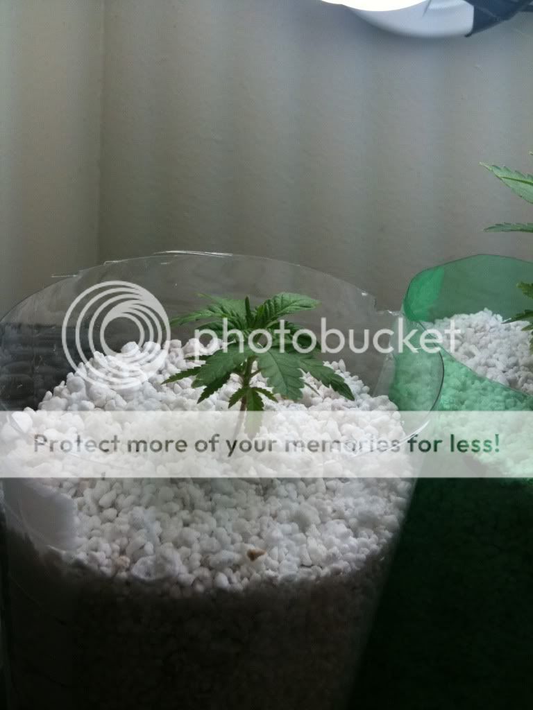 iphonepics008.jpg