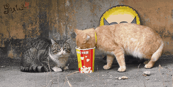 Ou2TE0mP4QbcI.gif