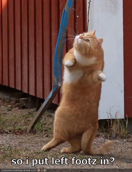 funny-picture-left-foot-cat.jpg