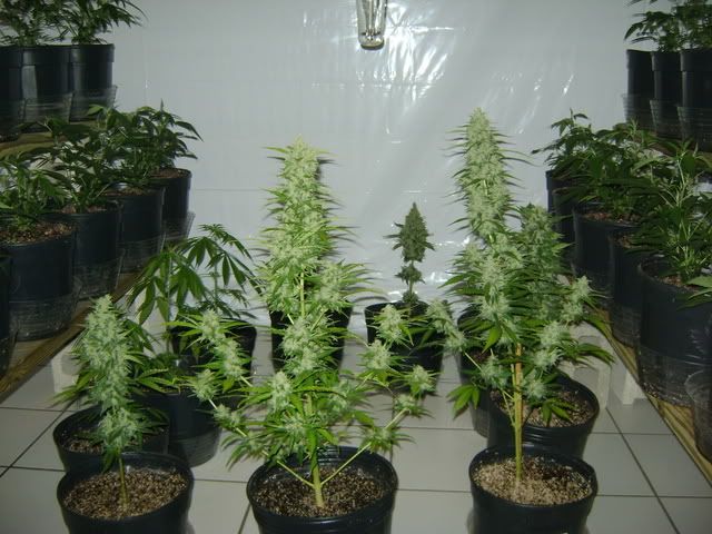1220Flower.jpg