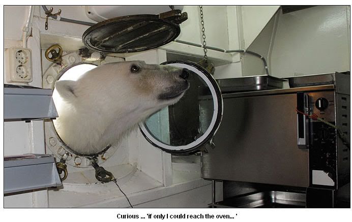 polar_bear2.jpg