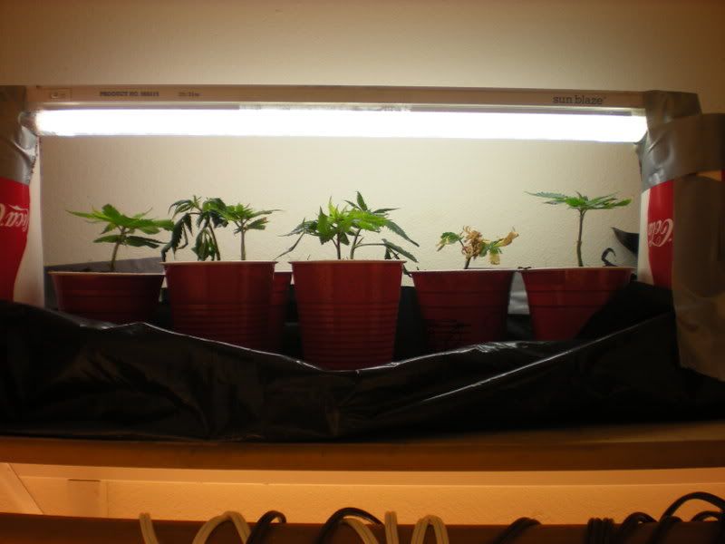 plants242.jpg