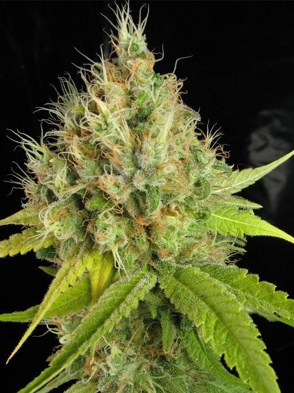 3245jedi_nug2_09_07.jpg