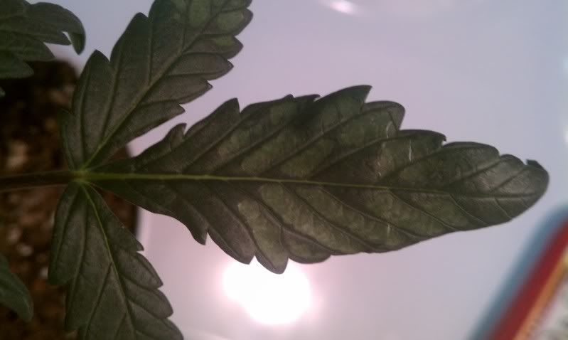 WhatIsIt1.jpg
