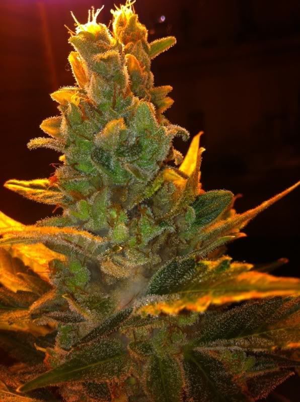 6d5a63cf.jpg