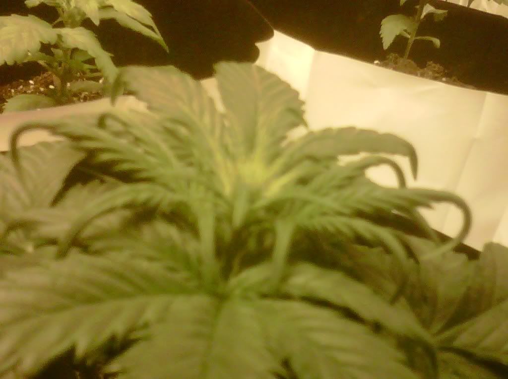 IMG00681-20101106-1604.jpg