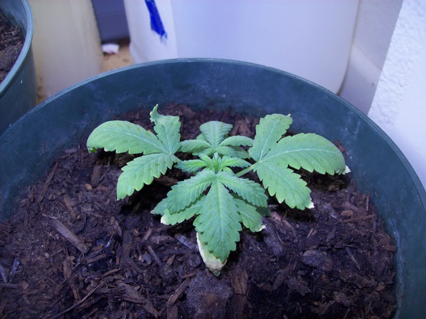 growproblems003.jpg