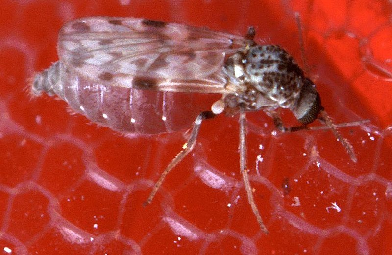 800px-BitingMidge.jpg
