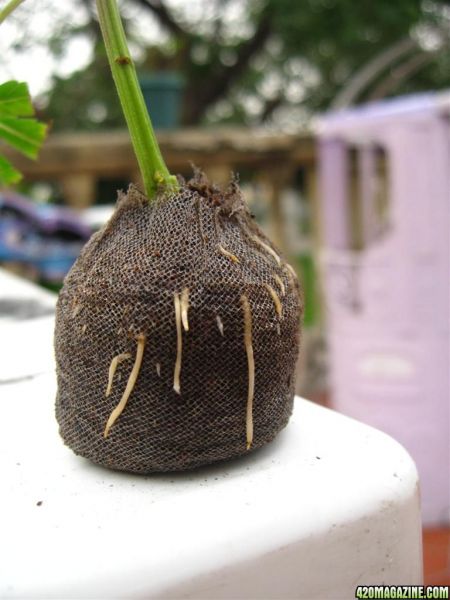 BB_CC_Clones_Sep18_010.jpg