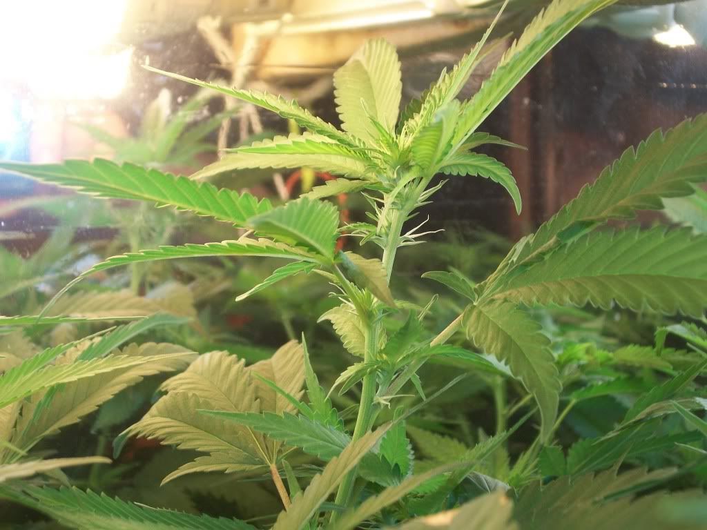 9-20-11007.jpg