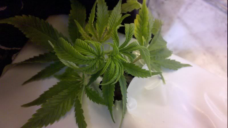 2010-11-13_08-52-04_306.jpg