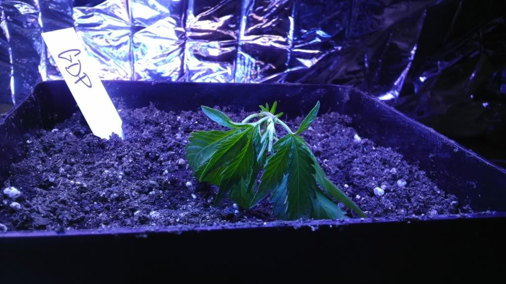IMAG0170.jpg
