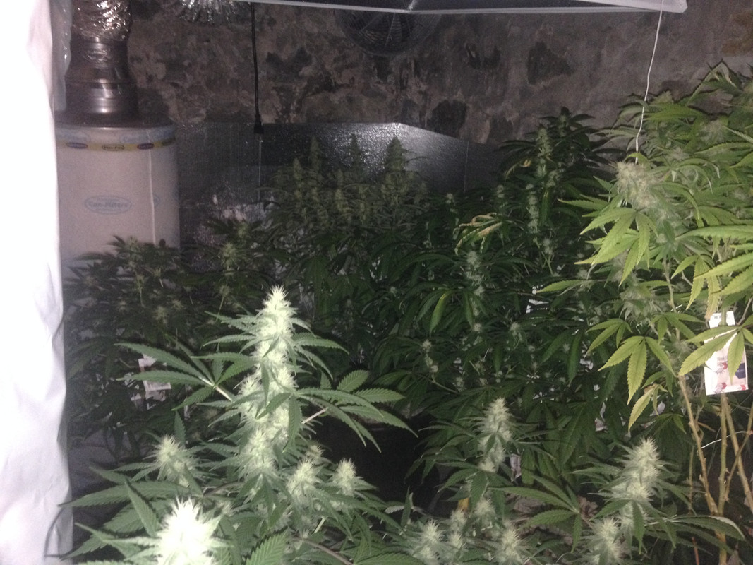 5_1_Flowr_Back_Corner_View.jpg
