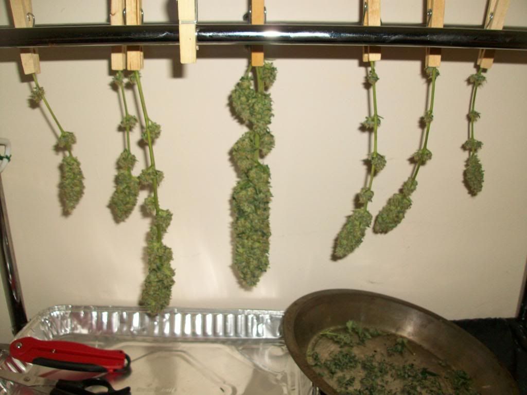 Harvest3Dry13.jpg