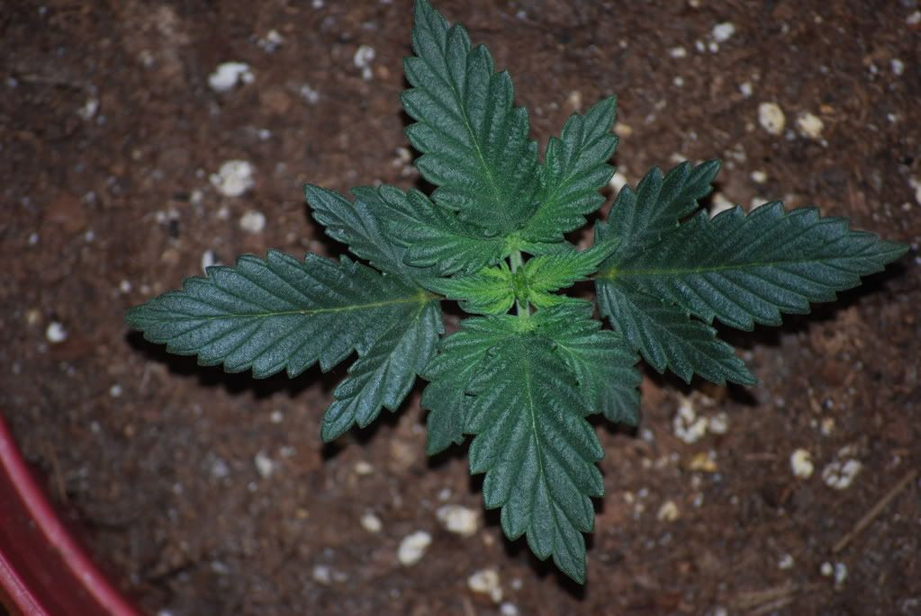 weednigga12005.jpg