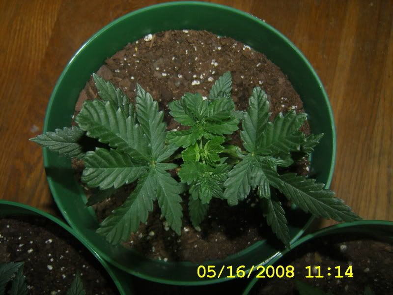 DCAM0176.jpg