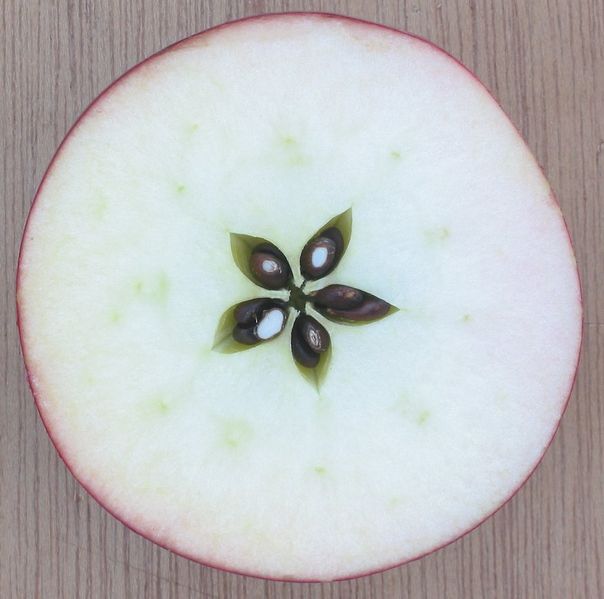 applestar.jpg