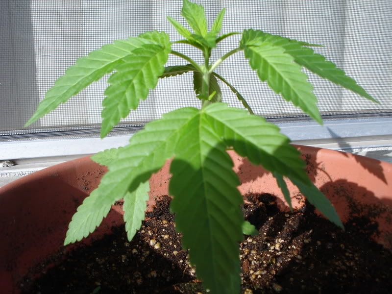 plant002.jpg